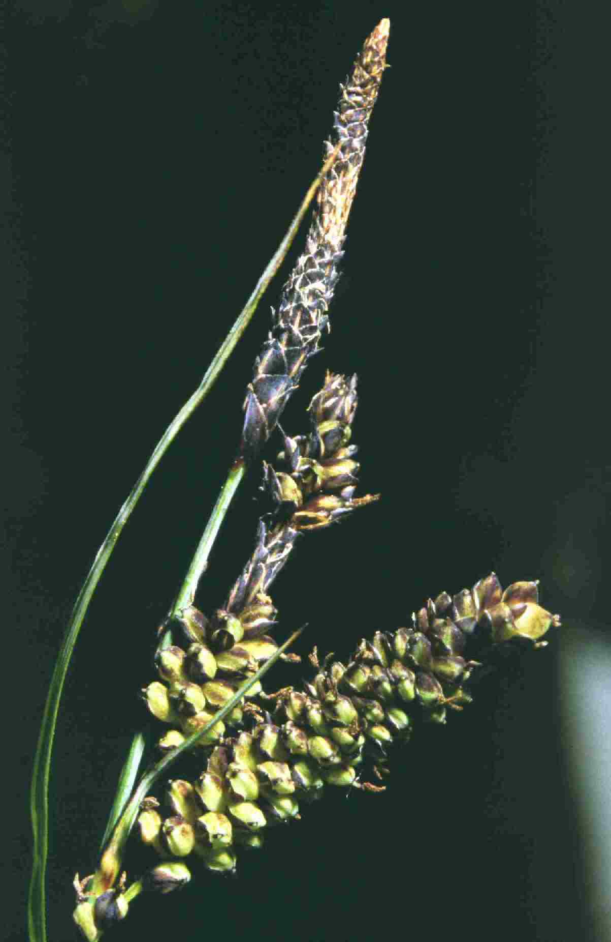 Glaucous sedge - Dave Mitchell